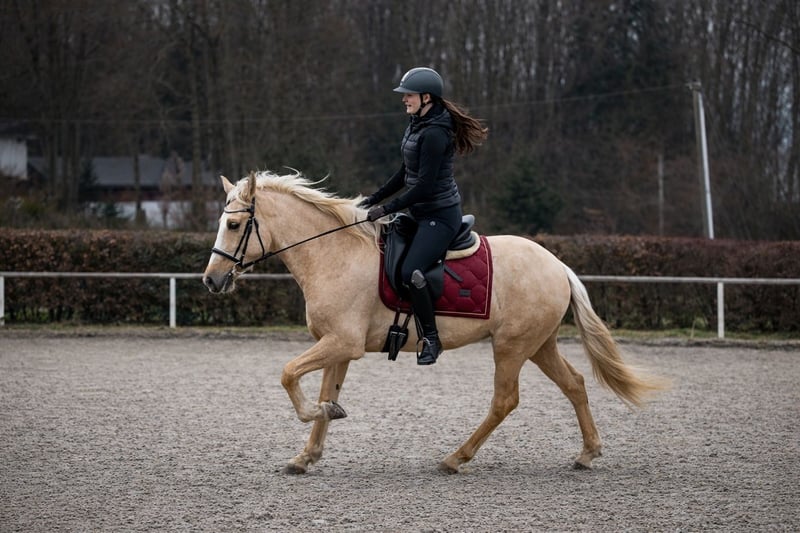 PRE, Stute in Neustadt (Wied)
