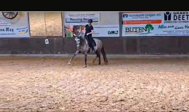 PRE, Stute in Meppen