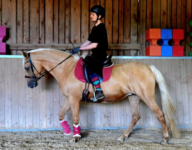 PRE, Stute in Klettgau