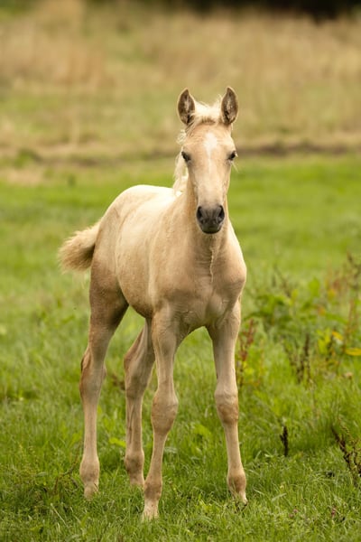 PRE, Stute in Feuchtwangen