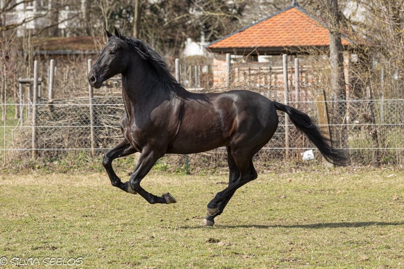 PRE, Wallach in Krumbach