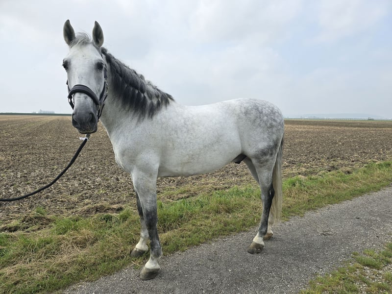PRE, Wallach in Rommerskirchen