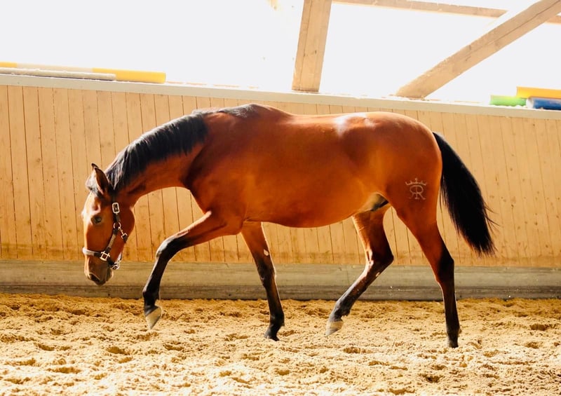 PRE, Wallach in Warendorf