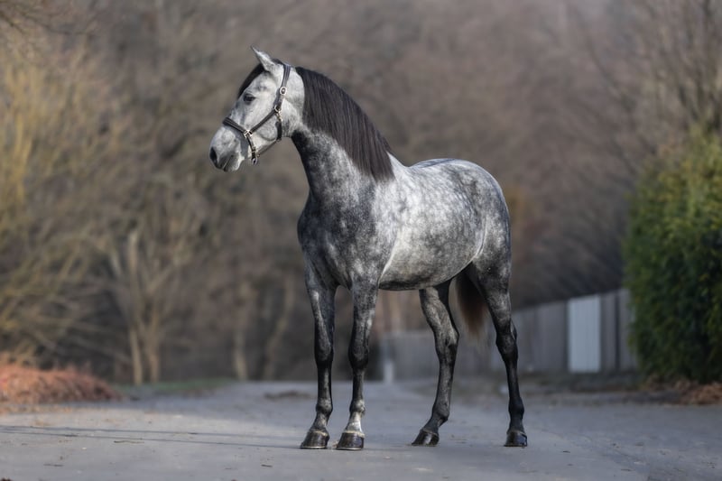 PRE, Wallach in Windhagen