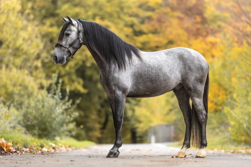 PRE, Wallach in Windhagen