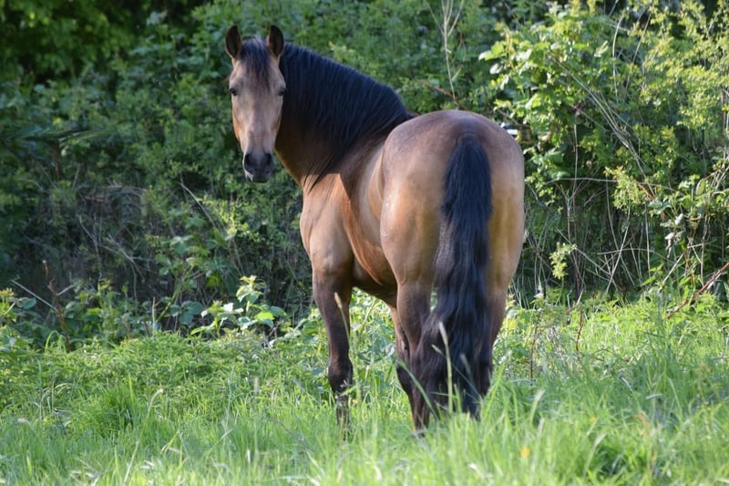 PRE, Wallach in Stadthagen