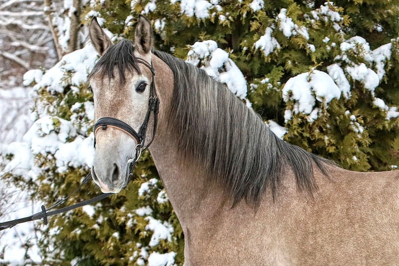 PRE, Wallach in Bötersen