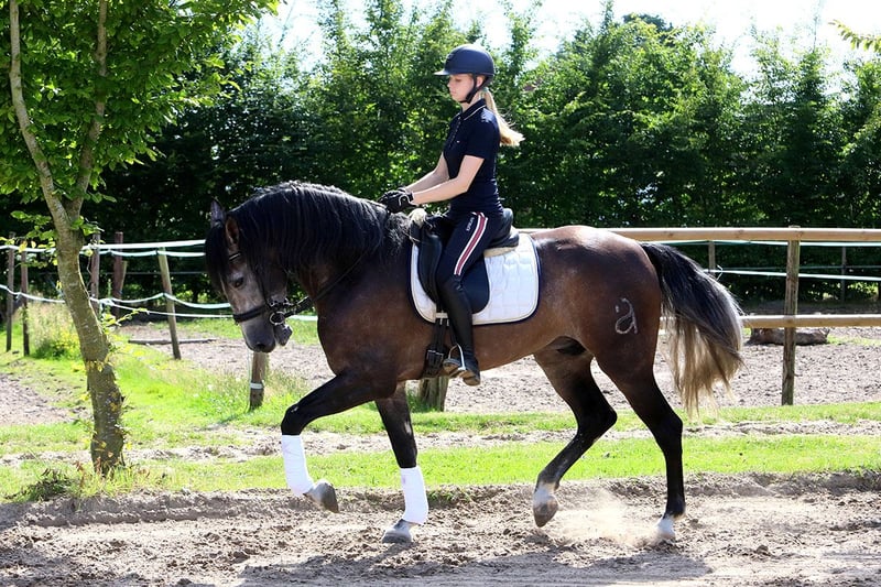 PRE, Wallach in Soltau