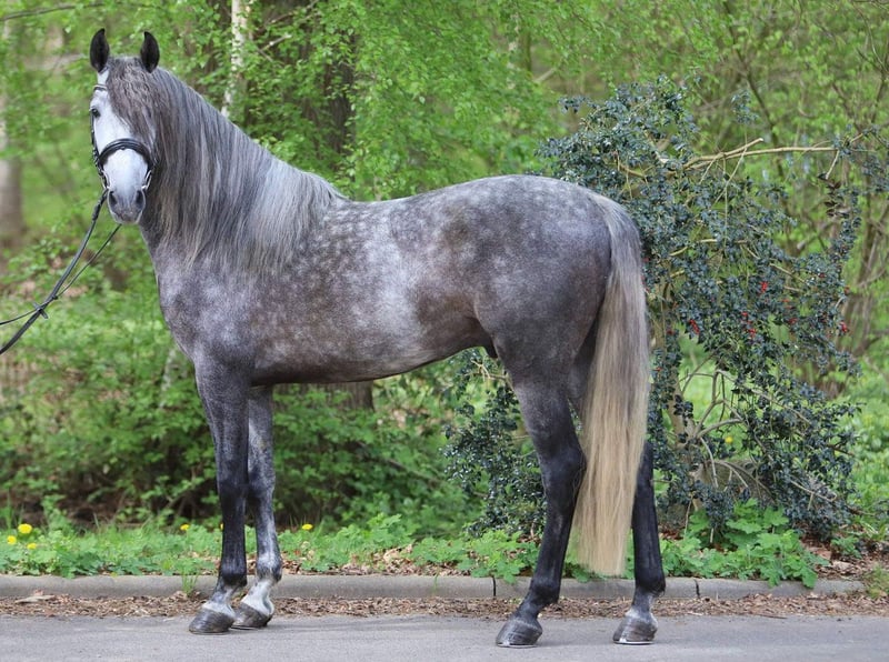 PRE, Wallach in Niederkassel