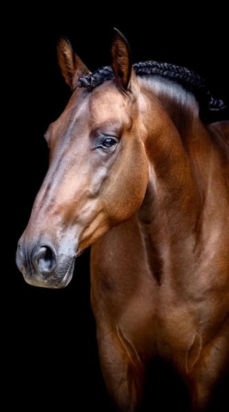 PRE, Wallach in Martfeld