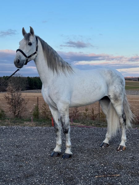 PRE, Wallach in Ludwigsfelde