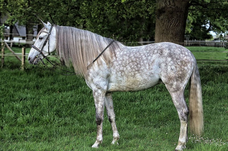 PRE, Wallach in Verden (Aller)