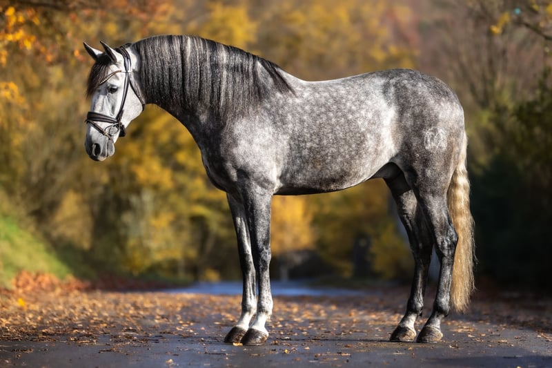 PRE, Wallach in Windhagen