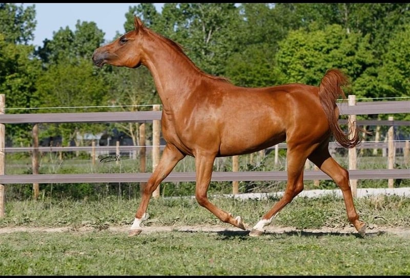 Pursang arabe Jument 10 Ans 157 cm Alezan brûlé in Gaillac