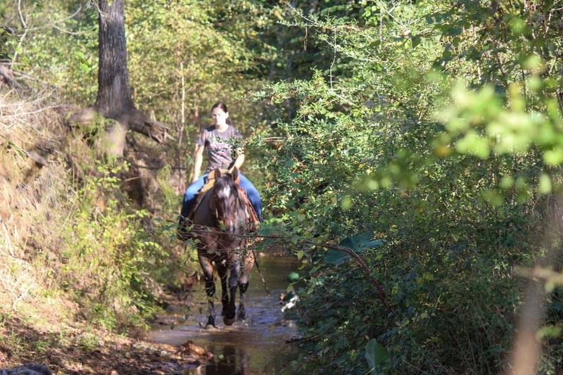 Quarab Gelding 10 years Roan-Blue in Rusk TX