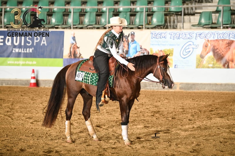 Quarab Stallion Chestnut in Olsbrücken