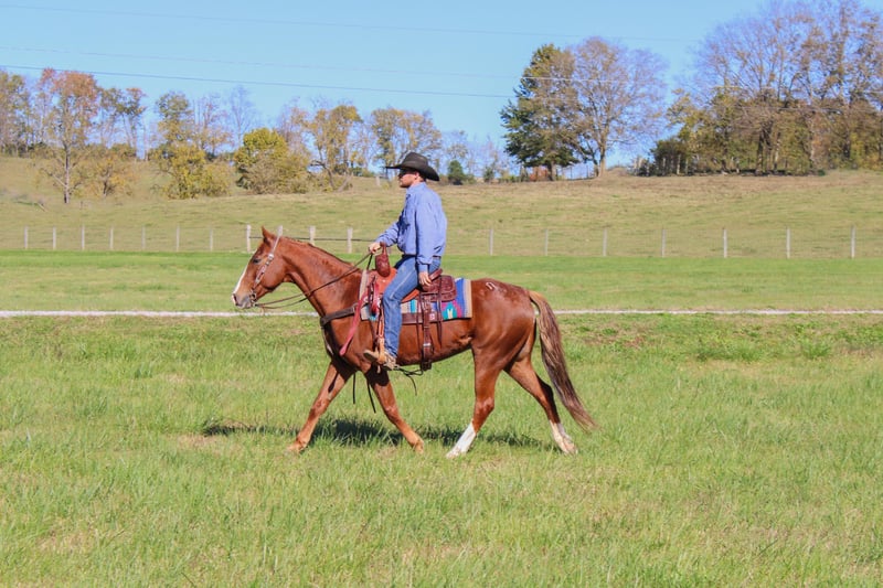 Quarter horse américain Hongre 12 Ans 157 cm Alezan brûlé in Flemingsburg, Ky