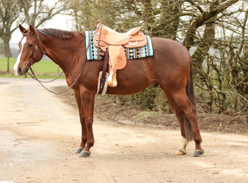 Quarter horse américain Hongre 8 Ans 162 cm Alezan brûlé in Newel