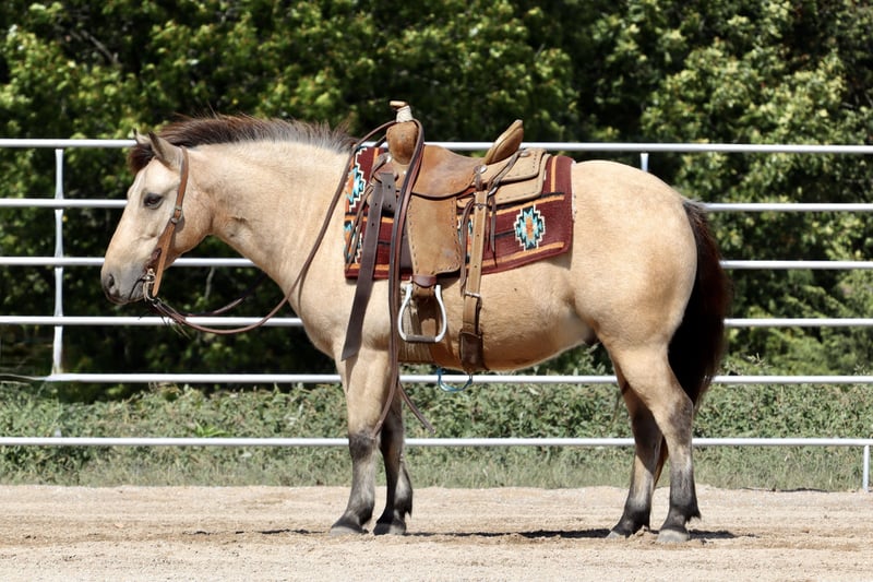 https://cdn.ehorses.media/image/xxl/quarter-pony-gelding-9years-13-hh-buckskin-trailhorses-ranch-riding-horses-westernhorses-leisurehorses-purdy--mo_811a01f3-a5ef-4769-8faa-e542073cace4.jpg