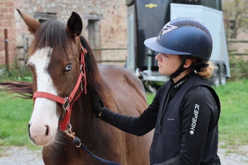 Quarter Pony, Hengst in Buchen (Odenwald)