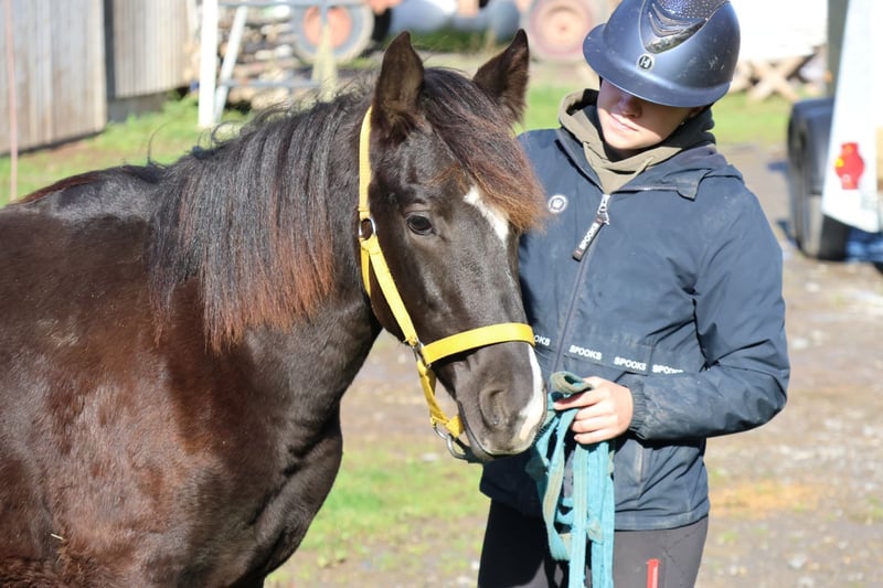 Quarter Pony, Hengst in Buchen Waldhausen