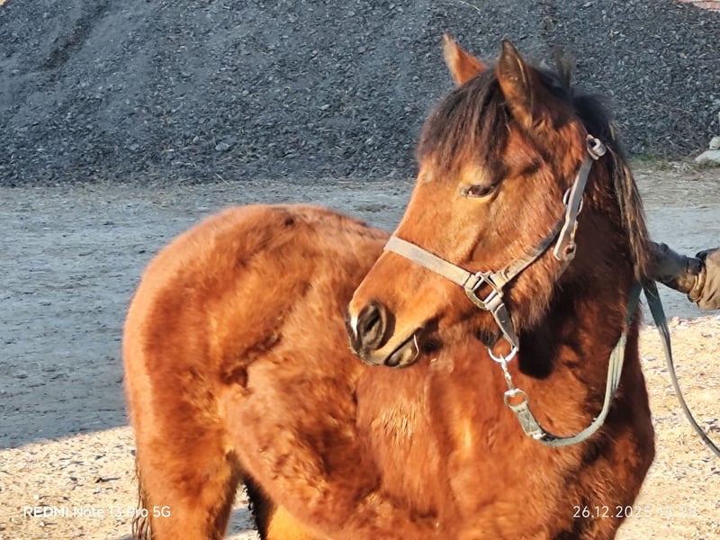 Quarter Pony, Stute in Buchen (Odenwald)
