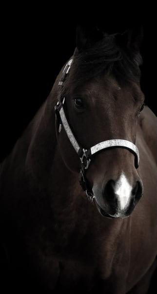 Quarter Pony, Wallach in Nettersheim