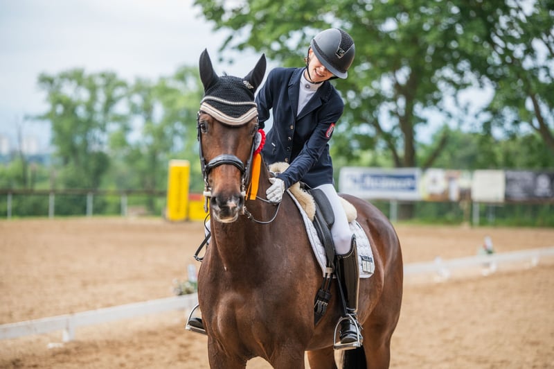 Rheinländer, Stute in Mainz