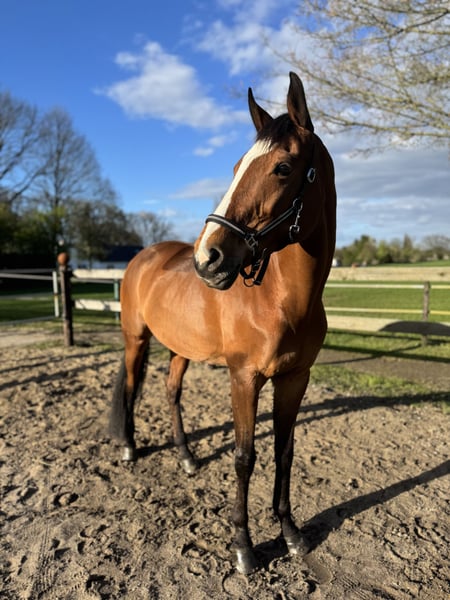 Rheinländer, Stute in Krefeld