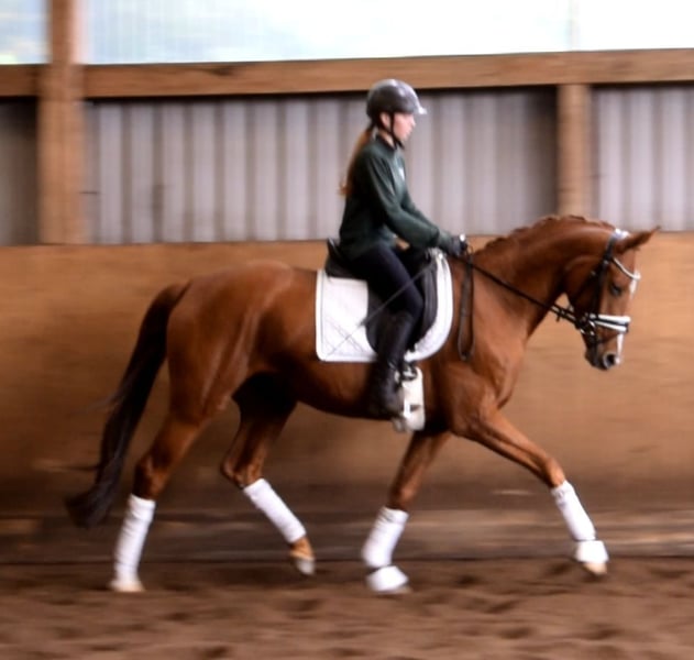 Rheinländer, Stute in Fredenbeck