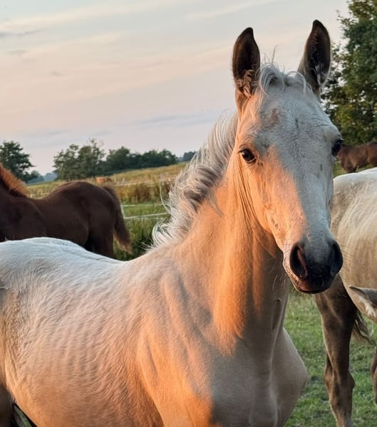 Rheinländer, Stute in Ihlienworth