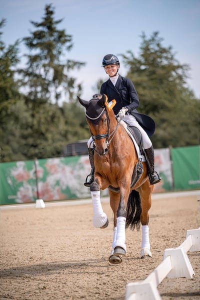 Rheinländer, Wallach in Sandhausen