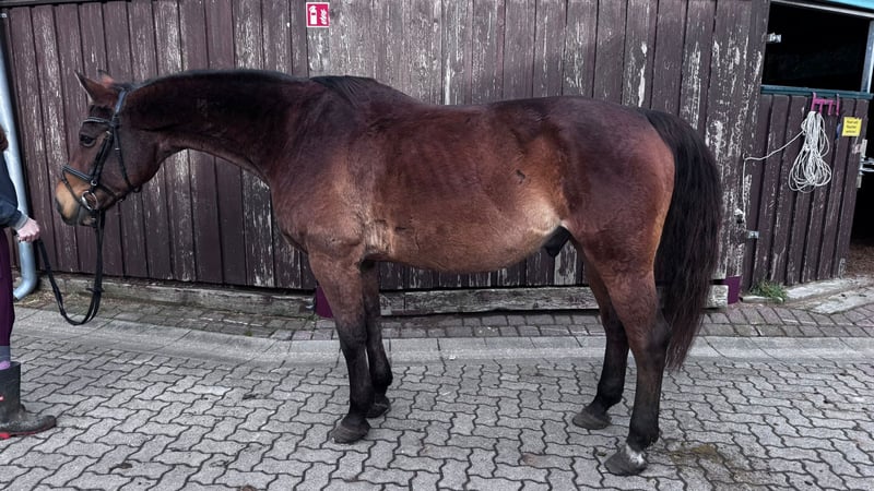 Rheinländer, Wallach in Sassen-Trantow