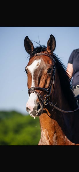 Rheinländer, Wallach in Rheinbach