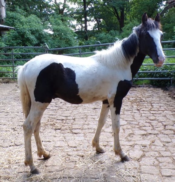 Rocky Mountain Horse, Hengst in Arnbruck