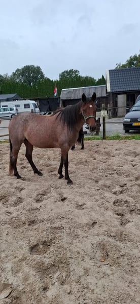 Rocky Mountain Horse, Stute in Dintesheim