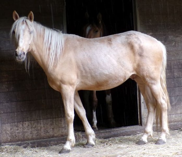 Rocky Mountain Horse, Wallach in Arnbruck