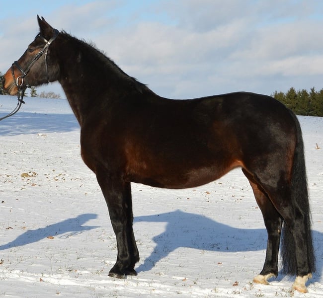 Rottaler, Stute in Hebertsfelden