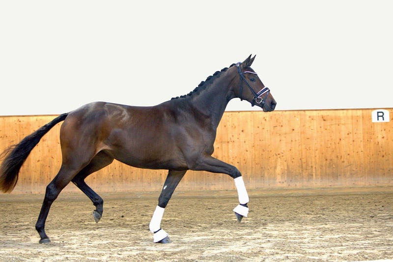 Russisches Reitpferd, Stute in Postfeld