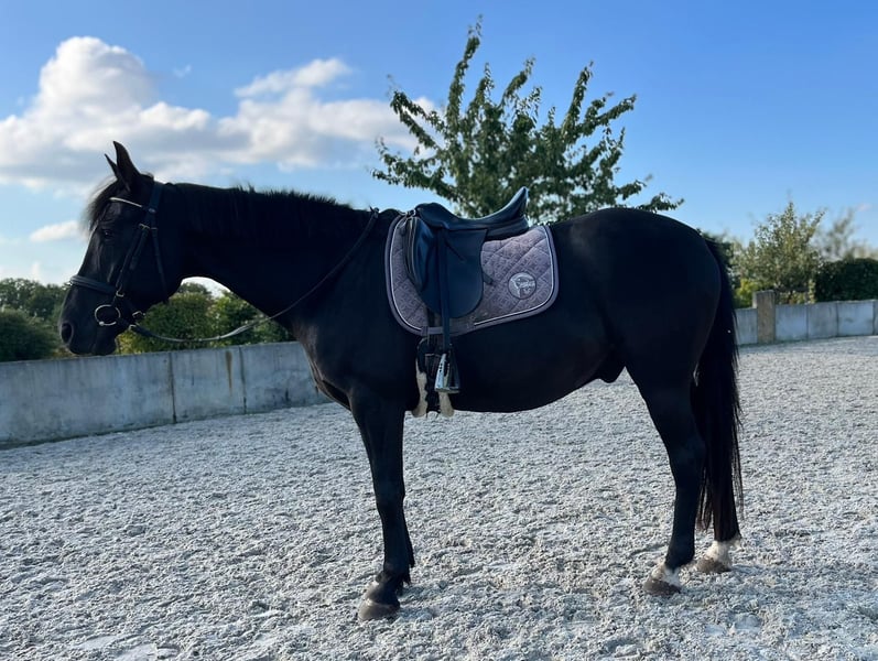 Sächsisches Warmblut, Wallach in Dippoldiswalde