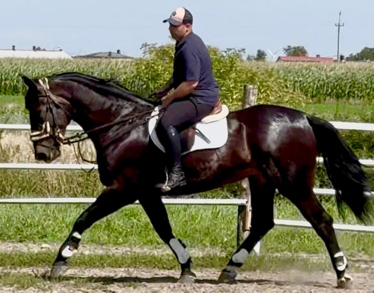 Schlesier, Stute in Löhnberg