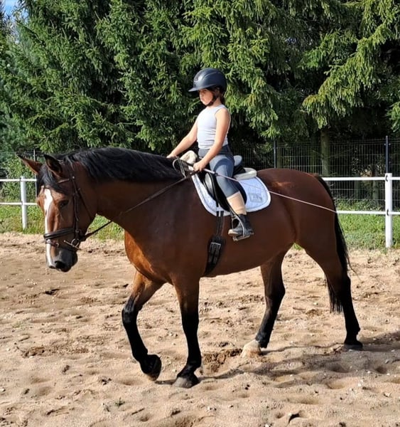 Schlesier, Stute in Forst