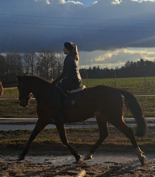 Schlesier, Wallach in Wiesengrund