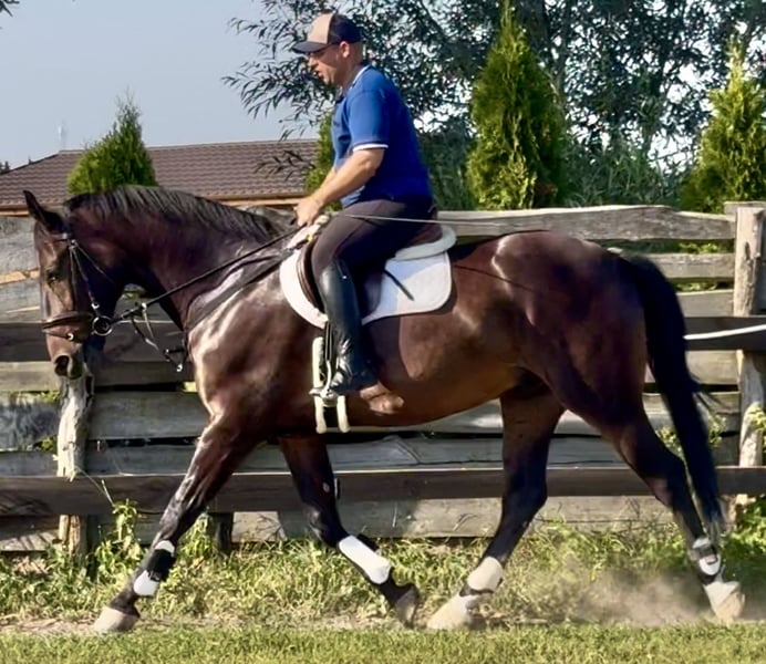 Schlesier, Wallach in Löhnberg