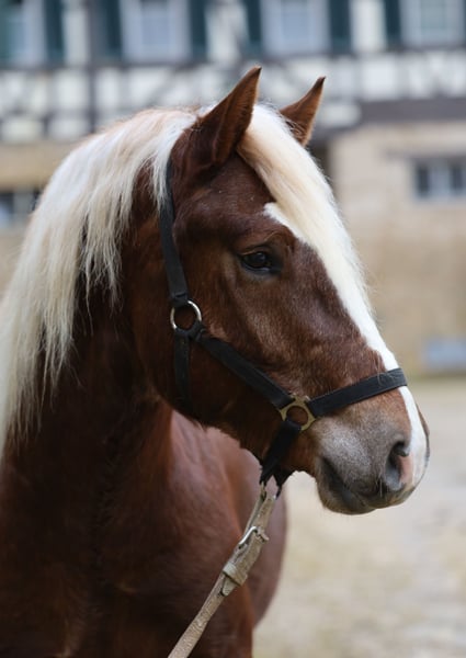 Schwarzwälder Fuchs, Wallach in Gomadingen