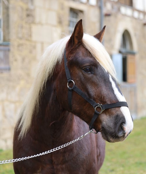 Schwarzwälder Fuchs, Wallach in Gomadingen