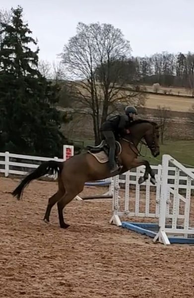 Schwedisches Warmblut, Stute in Chemnitz