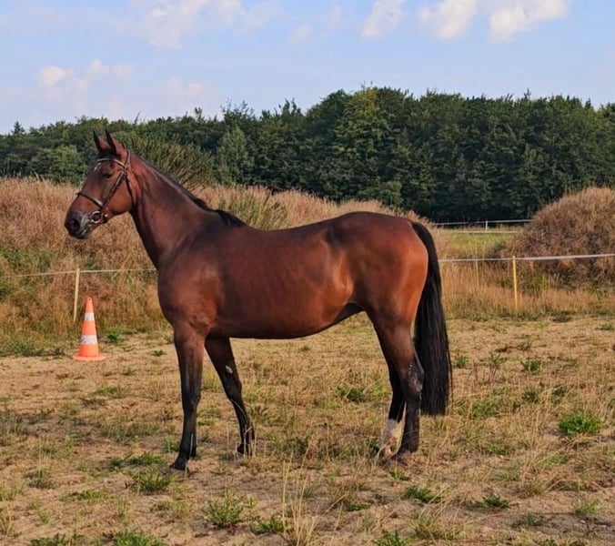 Schwedisches Warmblut, Stute in Leipzig