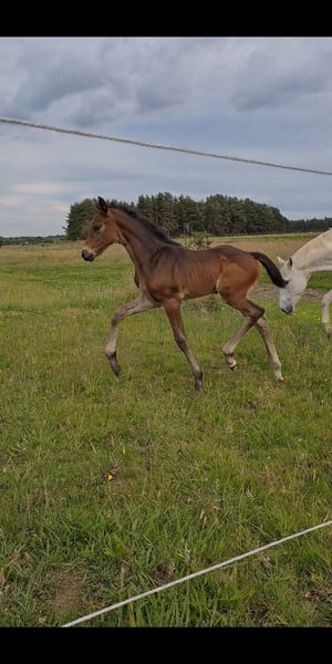 Schwedisches Warmblut Stute 1 Jahr 168 cm Brauner in Skåne