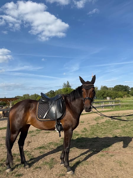 Schwedisches Warmblut, Stute in Leipzig